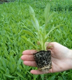 Perennial Jumbo plug plant